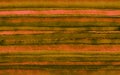 Orange brown olive green pink abstract striped background with blur and gradient.