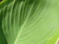 Abstract Striped Green Natural Background, Details Of Banana Leaf Or Hosta. Vintage Tone With Soft Focus. Plant Leaf Close-up