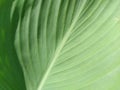Abstract striped green natural background, Details of banana leaf or hosta. Vintage tone with soft focus. Plant leaf close-up Royalty Free Stock Photo