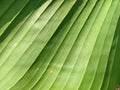 Abstract striped green natural background, Details of banana leaf or hosta. Vintage tone with soft focus. Plant leaf close-up Royalty Free Stock Photo