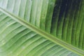 Abstract striped natural background, Details of banana leaf. Royalty Free Stock Photo