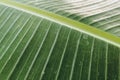 Abstract striped natural background, Details of banana leaf. Royalty Free Stock Photo
