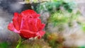 Abstract red rose blooming on the branch Royalty Free Stock Photo