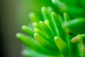 Abstract succulent plant macro