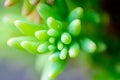 Abstract succulent plant macro