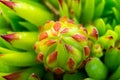 Abstract succulent plant