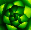 Abstract succulent plant macro