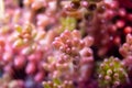 Abstract succulent plant macro