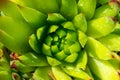 Abstract succulent plant macro