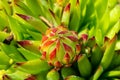 Abstract succulent plant macro