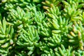 Abstract succulent plant macro