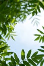 Abstract summer background with rowan tree leaves frame at sunny day and blue sky