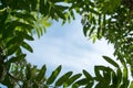 Abstract summer background with rowan tree leaves frame at sunny day and blue sky Royalty Free Stock Photo