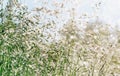 Abstract summer bokeh background. Grass in dew drops at dawn, sunshine. Selective focus, blurred photo Royalty Free Stock Photo