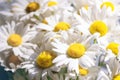 Abstract summer floral background. Close-up of beautiful chamomile flowers. Summer toning Royalty Free Stock Photo