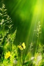 Abstract Summer Floral Green Nature Background