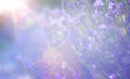 Abstract Summer floral landscape; beautiful summer lavender flower against evening sunny sky; nature landscape Abstract background