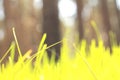Abstract summer landscape with green grass on a forest background / blur of sharpness Royalty Free Stock Photo