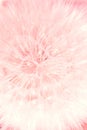 Abstract summer natural floral soft gentle fluffy vertical background with ÃÂ¼ dandelion flower seeds of pink color and tone Royalty Free Stock Photo