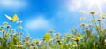 abstract summer nature background with fresh grass and chamomile flowers against blue sunny sky Royalty Free Stock Photo