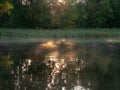 Abstract sunbeams pour through trees Royalty Free Stock Photo