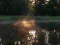 Abstract sunbeams pour through trees