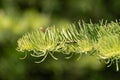 Abstract sunlit fir tree branch, using a shallow depth of field.