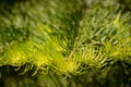 Abstract sunlit fir tree branch, using a shallow depth of field.