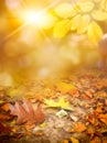 Abstract sunny autumn background with fallen yellow leaves and rays Royalty Free Stock Photo