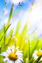 Abstract sunny beautiful Spring background