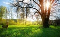 Abstract sunny beautiful Spring forest landscape with old tree on spring meadow Royalty Free Stock Photo