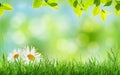 Abstract sunny spring background Royalty Free Stock Photo