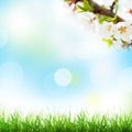 Abstract sunny spring background Royalty Free Stock Photo