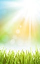 Abstract sunny spring background with grass Royalty Free Stock Photo