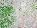 Abstract surface as green paint peeling off a concrete wall background. Old grungy, weathered painted construction structure. Royalty Free Stock Photo