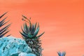 Abstract surrealistic blue and green succulent agave cactus