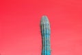 Abstract surrealistic turquoise color cactus against red sky