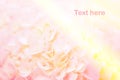 Abstract sweet soft light Hydrangea flower