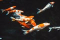 Abstract swimming Koi Carp Fishes Japanese Cyprinus carpio b