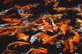 Abstract swimming Koi Carp Fishes Japanese Cyprinus carpio b