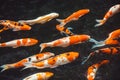 Abstract swimming Koi Carp Fishes Japanese Cyprinus carpio b