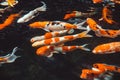 Abstract swimming Koi Carp Fishes Japanese Cyprinus carpio b