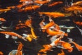 Abstract swimming Koi Carp Fishes Japanese Cyprinus carpio b