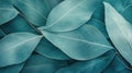 Abstract Teal Leaf Texture Background Royalty Free Stock Photo