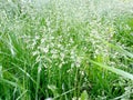 Abstract textural background blooming bluegrass meadow, focus in the background Royalty Free Stock Photo