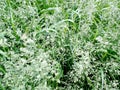 Abstract textural background blooming bluegrass meadow, focus in the background Royalty Free Stock Photo