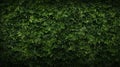Abstract texture and background as greenwall Royalty Free Stock Photo