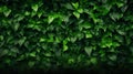 Abstract texture and background as greenwall Royalty Free Stock Photo