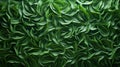 Abstract texture and background as greenwall Royalty Free Stock Photo