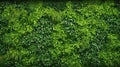 Abstract texture and background as greenwall. AI Generative Royalty Free Stock Photo
